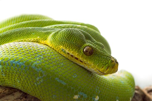 Download free HD stock image of Line Reptile Free Line Reptile photo and picture
