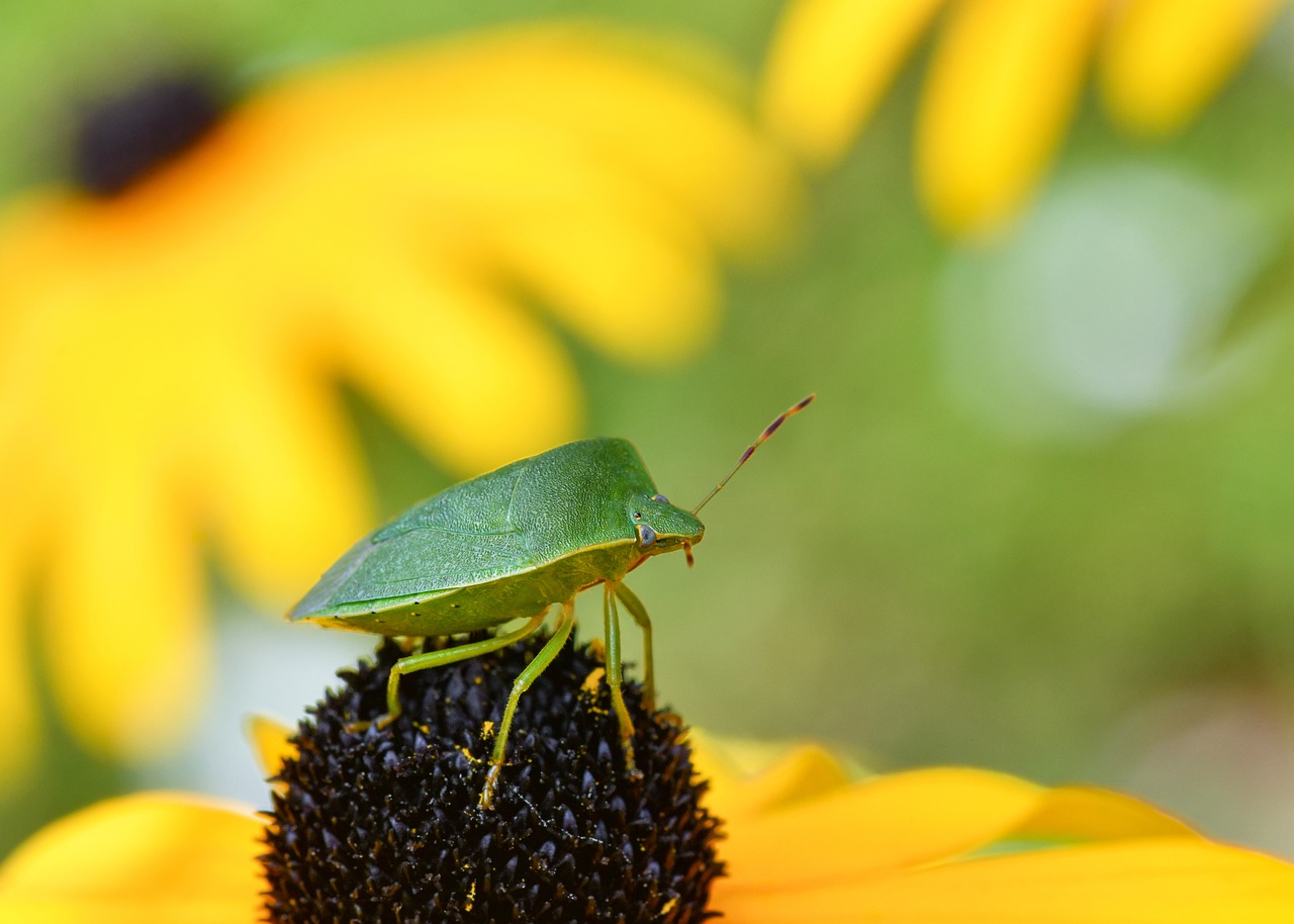 Bug Inseto Bug Inseto Macro Percevejo - Foto gratuita no Pixabay