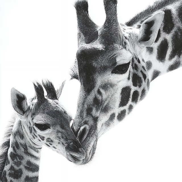 Free giraffe wildlife african illustration