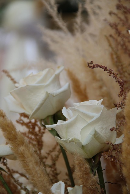 Free White Rose photo and picture