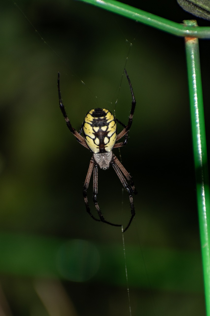 Spider Garden Arachnid - Free photo on Pixabay