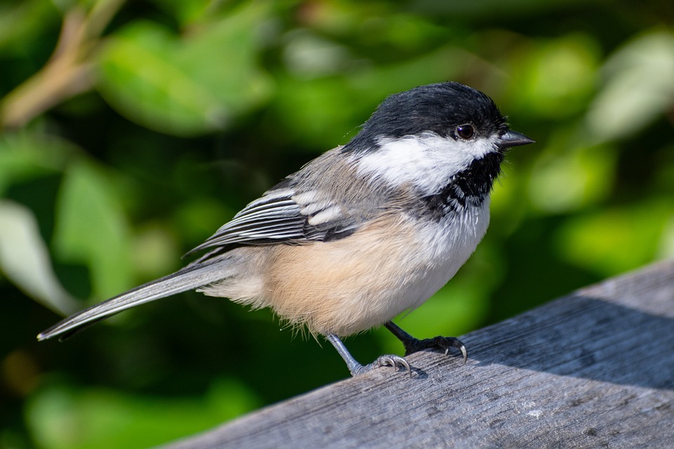 Black-Capped Chickadee - Free photo on Pixabay