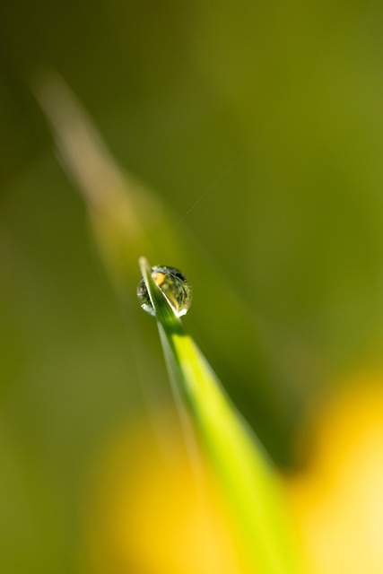 Fechar-Se, Natureza, Macro, Gotas, Chuva