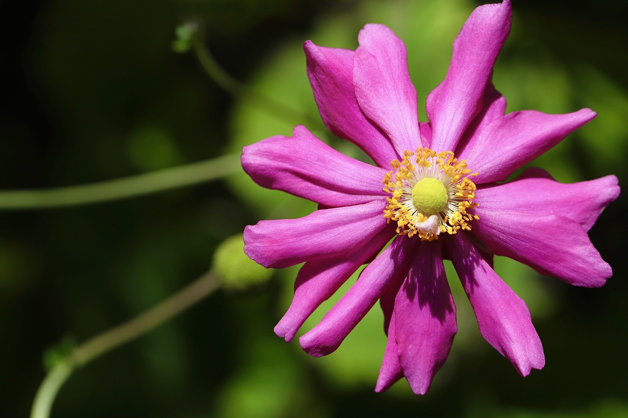 Autumn Anemone - free online jigsaw puzzle photo