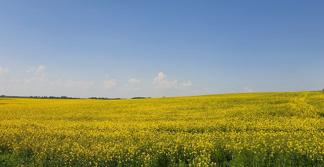 Free Field Agriculture photo and picture