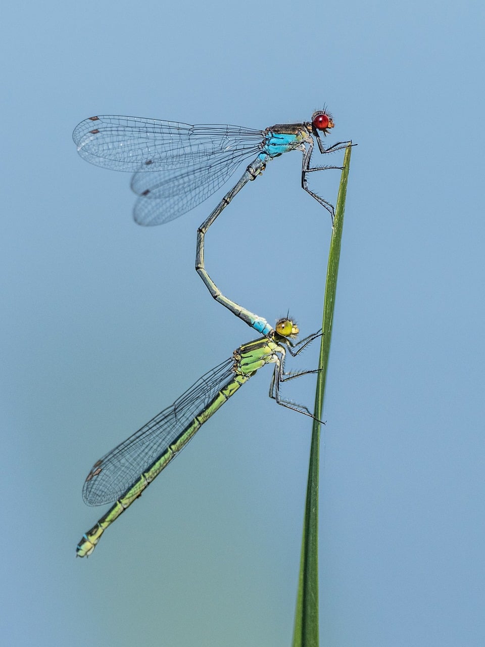 Caballitos Del Diablo Insectos - Foto gratis en Pixabay