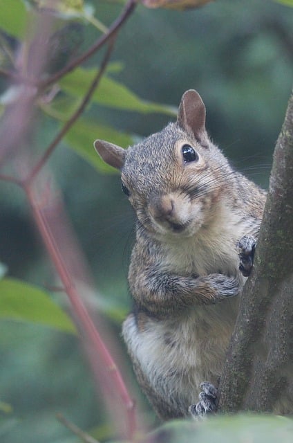 Free Squirrel Woodlands photo and picture
