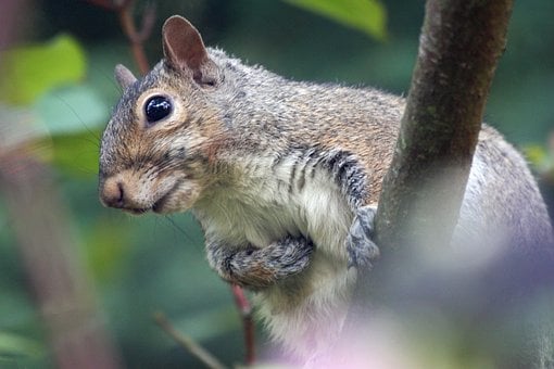 Free Squirrel Woodlands photo and picture