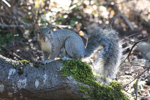 Free Squirrel Woodlands photo and picture