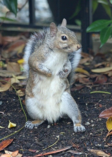 Free Squirrel Woodlands photo and picture