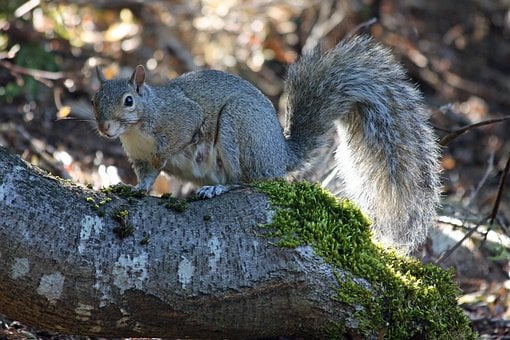 Free Squirrel Woodlands photo and picture