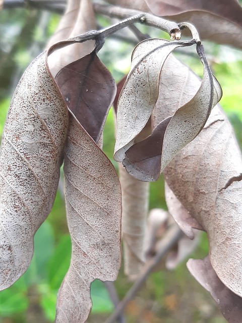 Free Natural Dry Leaves Autumn photo and picture