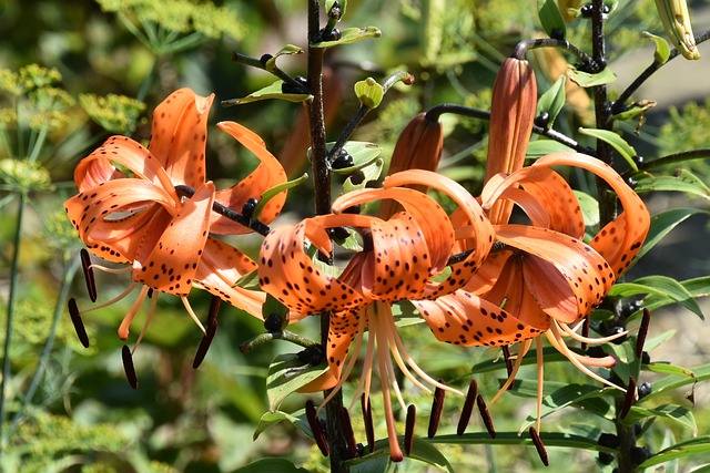 Lilie, Natur, Blumen, Insekt, Sommer