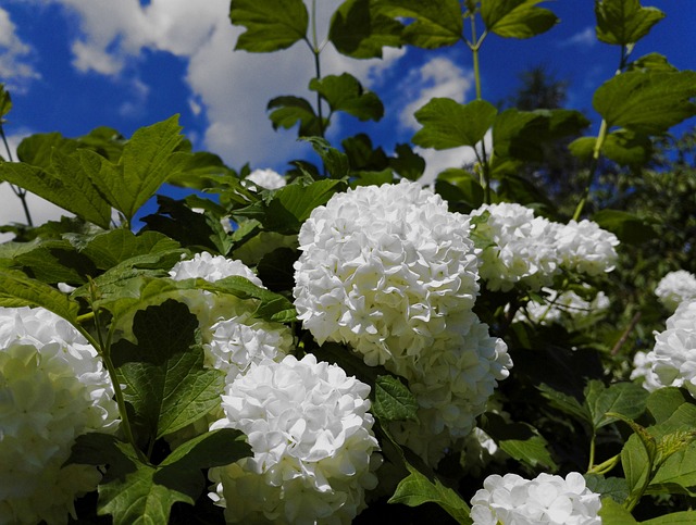 Blühen, Gardens, Natur, Blumen, Feder