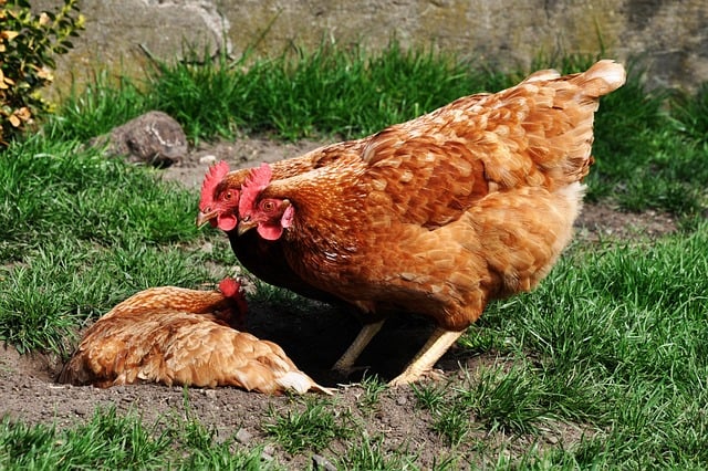 Henne, Natur, Tier, Geflügel, Vogel