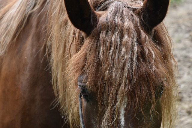Pferd, Natur, Tier, Pferde, Mähne