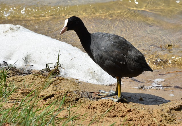 Natur, Vogel, Tier, Feder, Schnabel