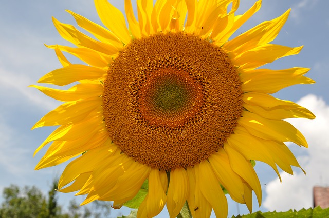 Sonnenblume, Natur, Blühen, Feld, Flora