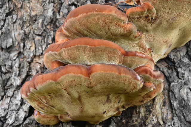 Pilz, Pilze, Natur, Moos, Herbst, Wald