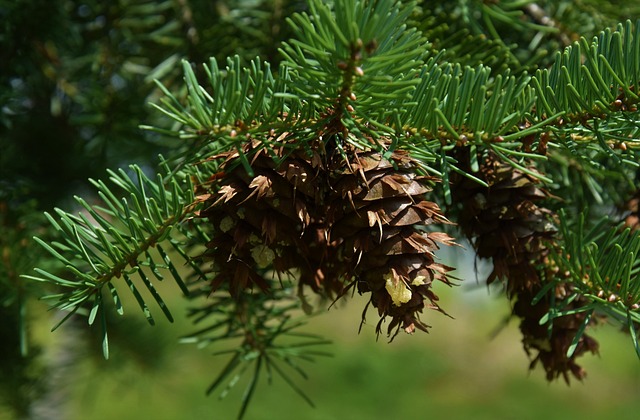 Zapfen, Tanne, Baum, Natur, Land