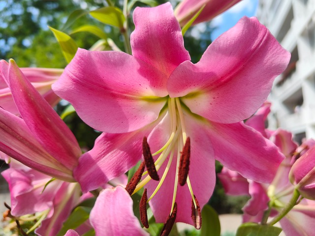 Lilie, Natur, Gardens, Blühen, Feder