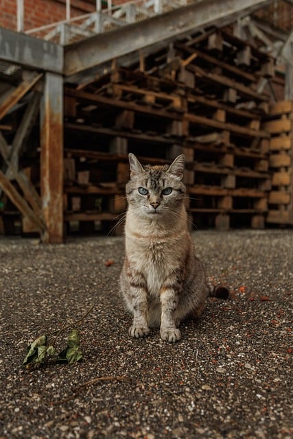 cat, animal, pet, nature, feline, kitten, cute, portrait, domestic, mammal