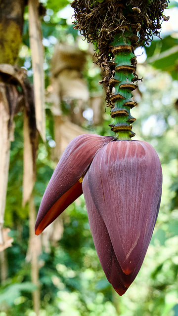 Banan, Blomst, Frugt, Træ, Afrika, Mad