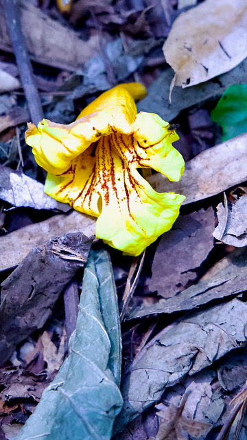 Blomst, Blad, Etage