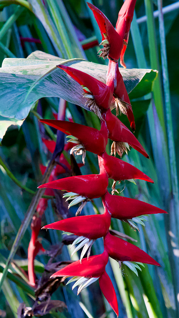 Jungle, Plante, Rød, Papegøje Blomst
