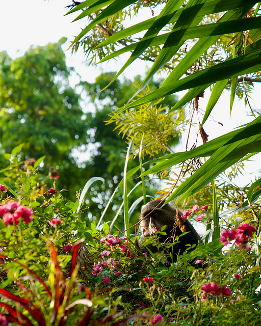 Abe, Blomster, Have, Natur, Afrika
