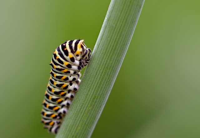 Free Caterpillar Dovetail photo and picture