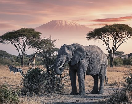 Free Elephant Nature illustration and picture