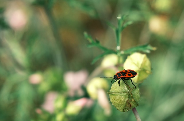 Firebee Insect Fire Beetle Nature - Free photo on Pixabay
