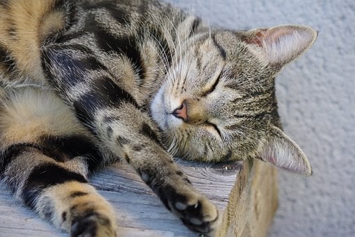 Free Cat Landscape photo and picture