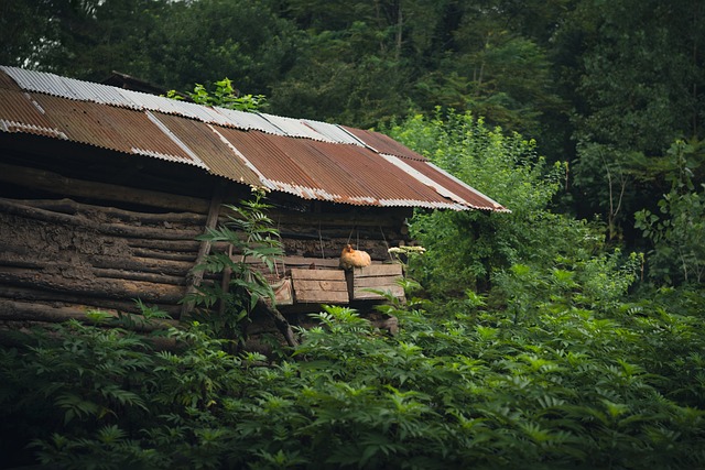 Free Rustic Cabin Forest House photo and picture