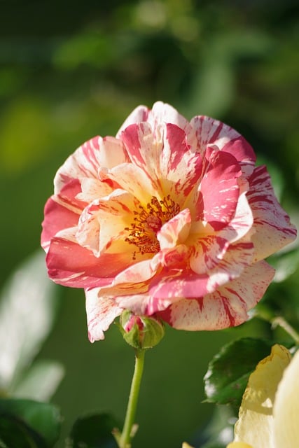 Free Flower Colors photo and picture