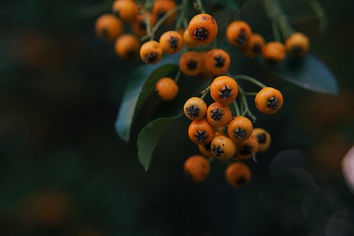 Pyracantha, Príroda, Firethorn, Bobule