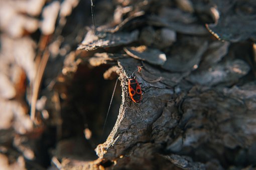Firebug, Príroda, Chyba, Hmyz, Chrobák