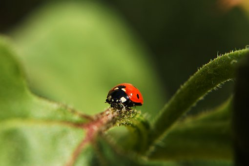 Lienka, Faunu, Coleoptera, Bodkovaný