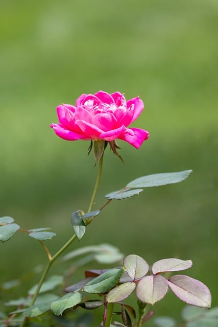 Free Hd Flower Background photo and picture