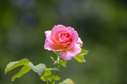 Free Hd Nature photo and picture