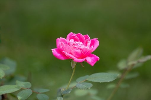 Free Hd Wallpaper photo and picture