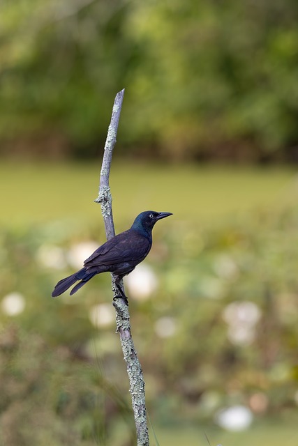 Free Mohan Nannapaneni photo and picture