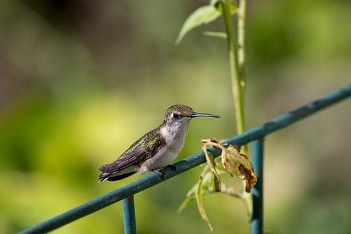 Free Mohan Beautiful Wallpaper photo and picture