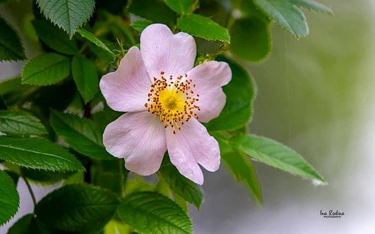 Vild Rose, Lyserød, Makro, Blomst, Busk