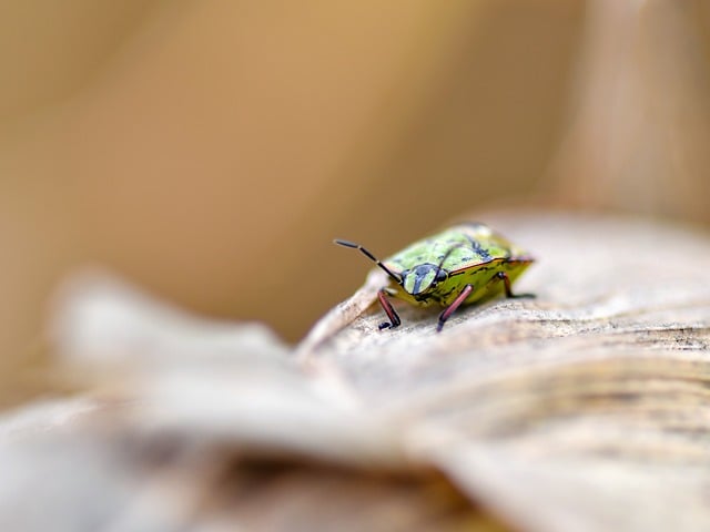 Download free HD stock image of Bug Insect Free Bug Insect photo and picture