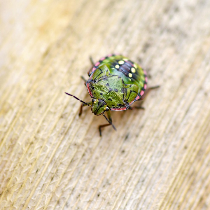 Spotted Insect Images Bug Insect Green Spotted - Free photo on Pixabay