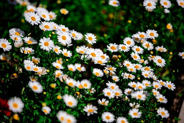Free Flower Flora photo and picture