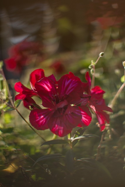 Flor, Naturaleza, Flora, Cerrar, Planta