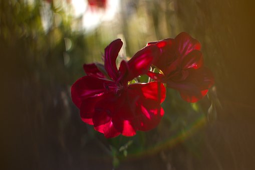 Flor, Naturaleza, Flora, Cerrar, Planta